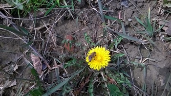 Održana godišnja skupština Pčelarske udruge Cornacum