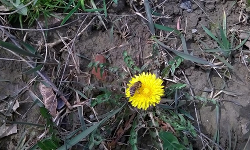 Održana godišnja skupština Pčelarske udruge Cornacum