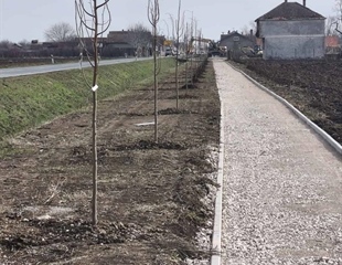 U Općini Stari Jankovci u tijeku sadnja stabala