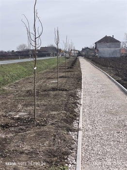 U Općini Stari Jankovci u tijeku sadnja stabala