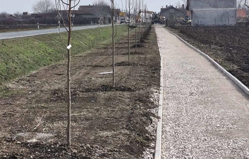 U Općini Stari Jankovci u tijeku sadnja stabala