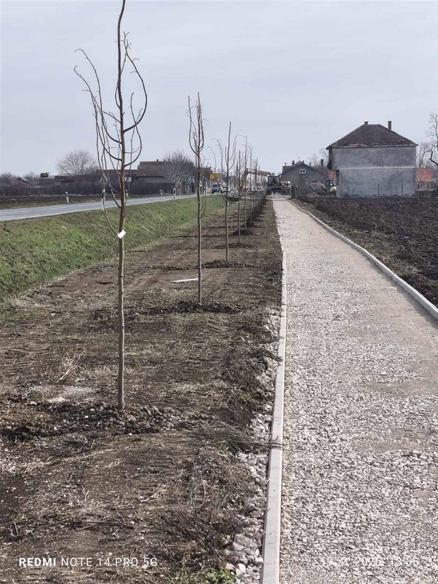 U Općini Stari Jankovci u tijeku sadnja stabala