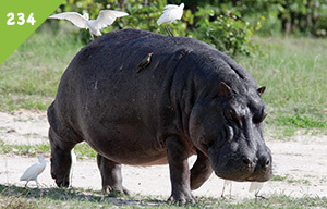 Osječki zoološki vrt priprema se za prihvat novih stanovnika, nilskih konja