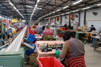 Odluka iz inozemstva, posljedice u Vukovaru: Minimalac presudio, radnice plaćaju cijenu