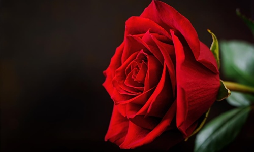 Ruže, sadnice, umjetnost i Noćni marš: bogat program za Dan žena u...