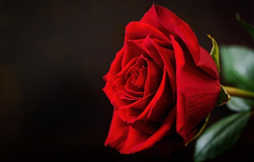 Ruže, sadnice, umjetnost i Noćni marš: bogat program za Dan žena u...