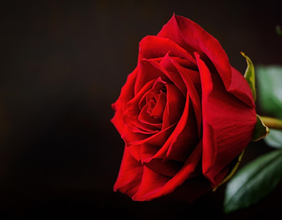 Ruže, sadnice, umjetnost i Noćni marš: bogat program za Dan žena u...