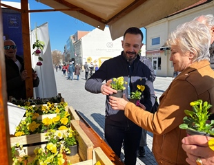 Domovinski pokret Vukovar obilježio Dan žena podjelom sadnica maćuhica