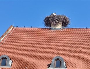 Vratila se roda u središte Vukovara