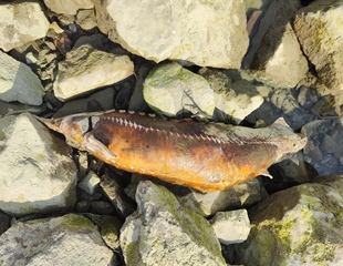 Uginula kečiga kapitalac uz Dunav u Vukovaru