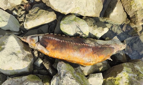 Uginula kečiga kapitalac uz Dunav u Vukovaru