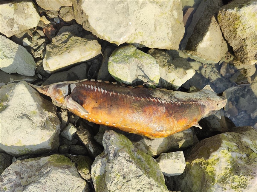 Uginula kečiga kapitalac uz Dunav u Vukovaru