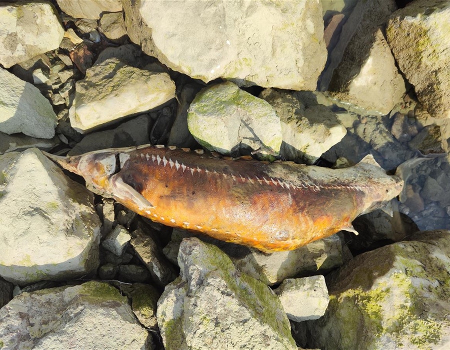 Uginula kečiga kapitalac uz Dunav u Vukovaru