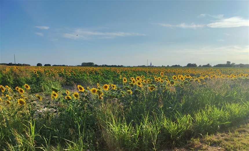Do 17. travnja otvoren javni poziv za potpore za proljetne sjetve/sadnje
