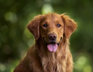 Na području Općine Bogdanovci evidentirano više od 300 pasa