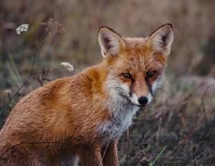 Započinje proljetna akcija oralne vakcinacije lisica na području...