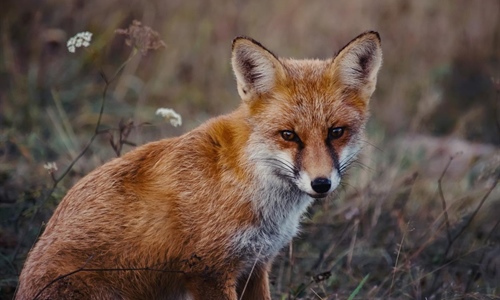 Započinje proljetna akcija oralne vakcinacije lisica na području...