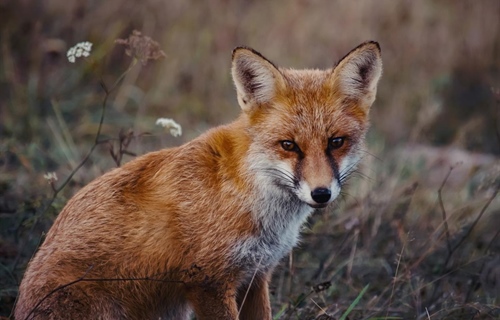 Započinje proljetna akcija oralne vakcinacije lisica na području...