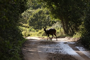 Bez prometnih nesreća, ali zabilježen nalet na srnu u Vukovaru
