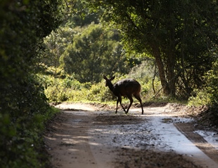 Bez prometnih nesreća, ali zabilježen nalet na srnu u Vukovaru