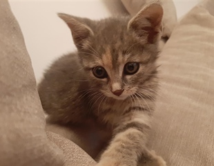 Više od 9 milijuna životinja korišteno u pokusima: obilježen Svjetski...