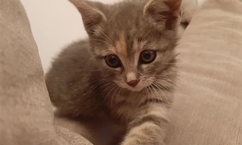 Više od 9 milijuna životinja korišteno u pokusima: obilježen Svjetski...