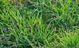 Vukovar uvodi oznake na nepokošenim zelenim površinama