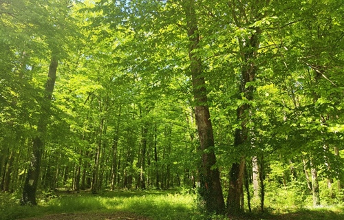 Prekograničnom suradnjom do obnove poplavnih šuma uz Dunav