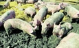 Afrička svinjska kuga ponovno potvrđena na području Osječko-baranjske županije