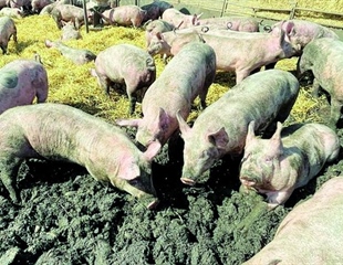 Afrička svinjska kuga ponovno potvrđena na području Osječko-baranjske...