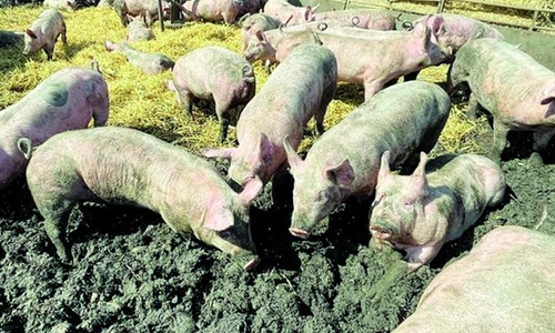 Afrička svinjska kuga ponovno potvrđena na području Osječko-baranjske...