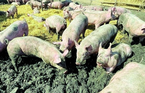 Afrička svinjska kuga ponovno potvrđena na području Osječko-baranjske...