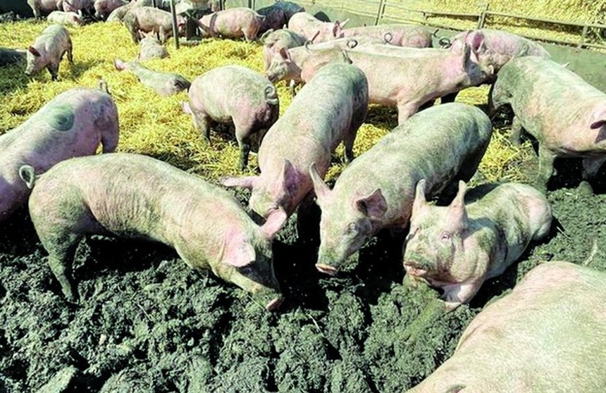 Afrička svinjska kuga ponovno potvrđena na području Osječko-baranjske županije