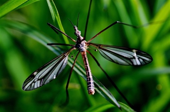 Zbog kiše odgođeno zaprašivanje komaraca u Vukovaru