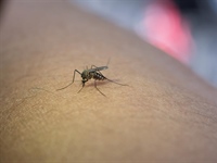 Gdje su nestali komarci? Osječki biolog otkriva zašto ih ovog ljeta...