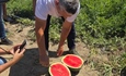 Slavonska lubenica traži svoje mjesto na tržištu