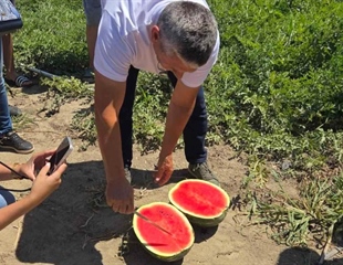 Slavonska lubenica traži svoje mjesto na tržištu