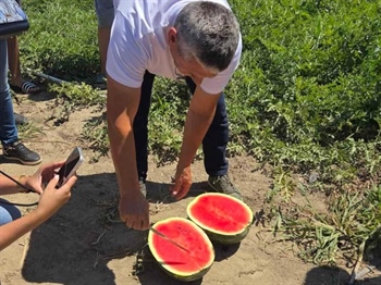 Slavonska lubenica traži svoje mjesto na tržištu