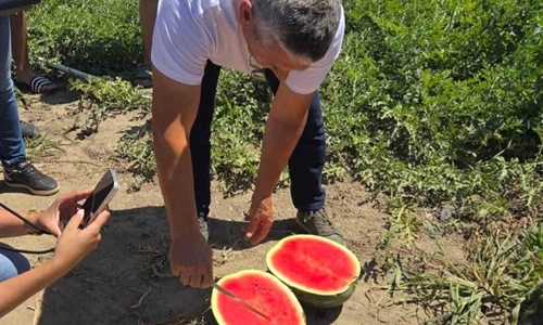 Slavonska lubenica traži svoje mjesto na tržištu