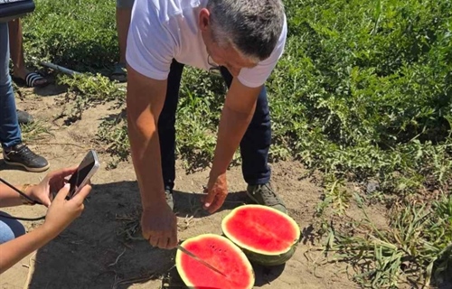 Slavonska lubenica traži svoje mjesto na tržištu