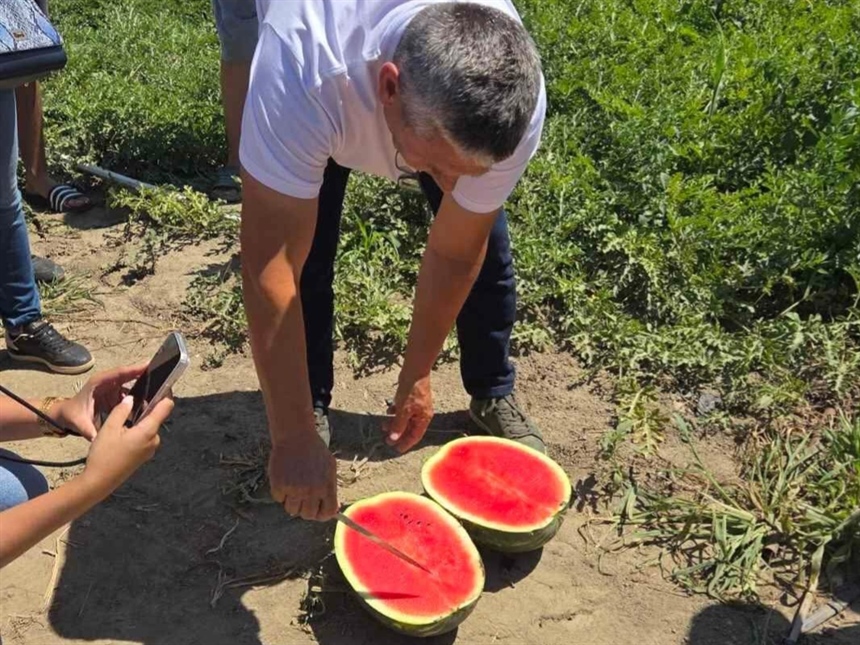Slavonska lubenica traži svoje mjesto na tržištu