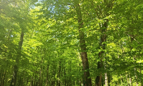 Lajmska bolest i krpelji: Svako šireće crvenilo nakon ugriza razlog je...