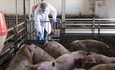 Pet novih slučajeva afričke svinjske kuge, ukupno potvrđeno 99 izbijanja