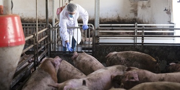 Pet novih slučajeva afričke svinjske kuge, ukupno potvrđeno 99 izbijanja