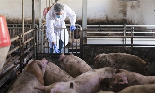 Pet novih slučajeva afričke svinjske kuge, ukupno potvrđeno 99 izbijanja
