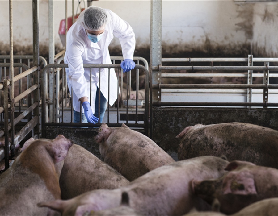 Pet novih slučajeva afričke svinjske kuge, ukupno potvrđeno 99 izbijanja
