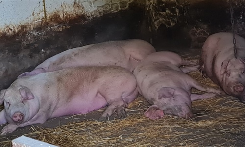 Afrička svinjska kuga i dalje se širi: Dva nova izbijanja u...