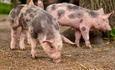 Nacionalni krizni stožer za afričku svinjsku kugu donio nove mjere: Fokus na biosigurnosti i zaštiti domaće proizvodnje
