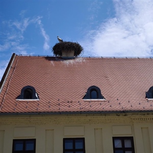Monitoring pokazao stabilnu populaciju bijele rode u...
