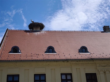 Monitoring pokazao stabilnu populaciju bijele rode u Vukovarsko-srijemskoj županiji